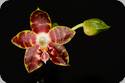 Phal. Ambonosa Spicy King